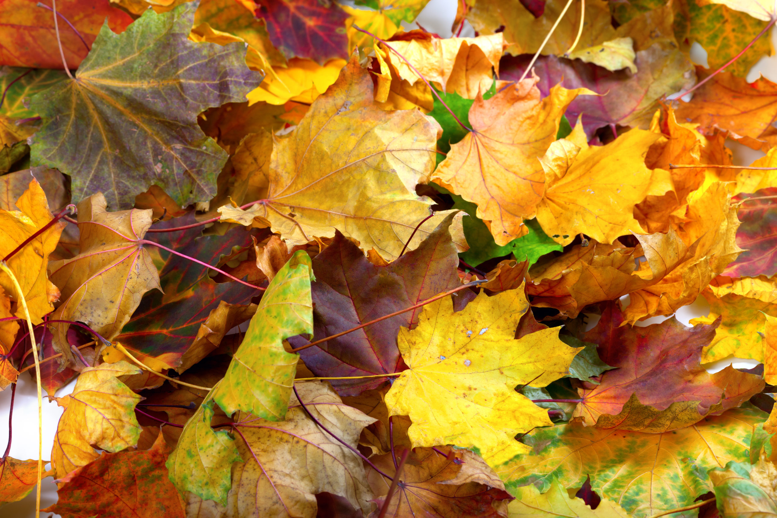 Interesting Reasons Why Leaves Change Colour in Autumn - Daily-Story